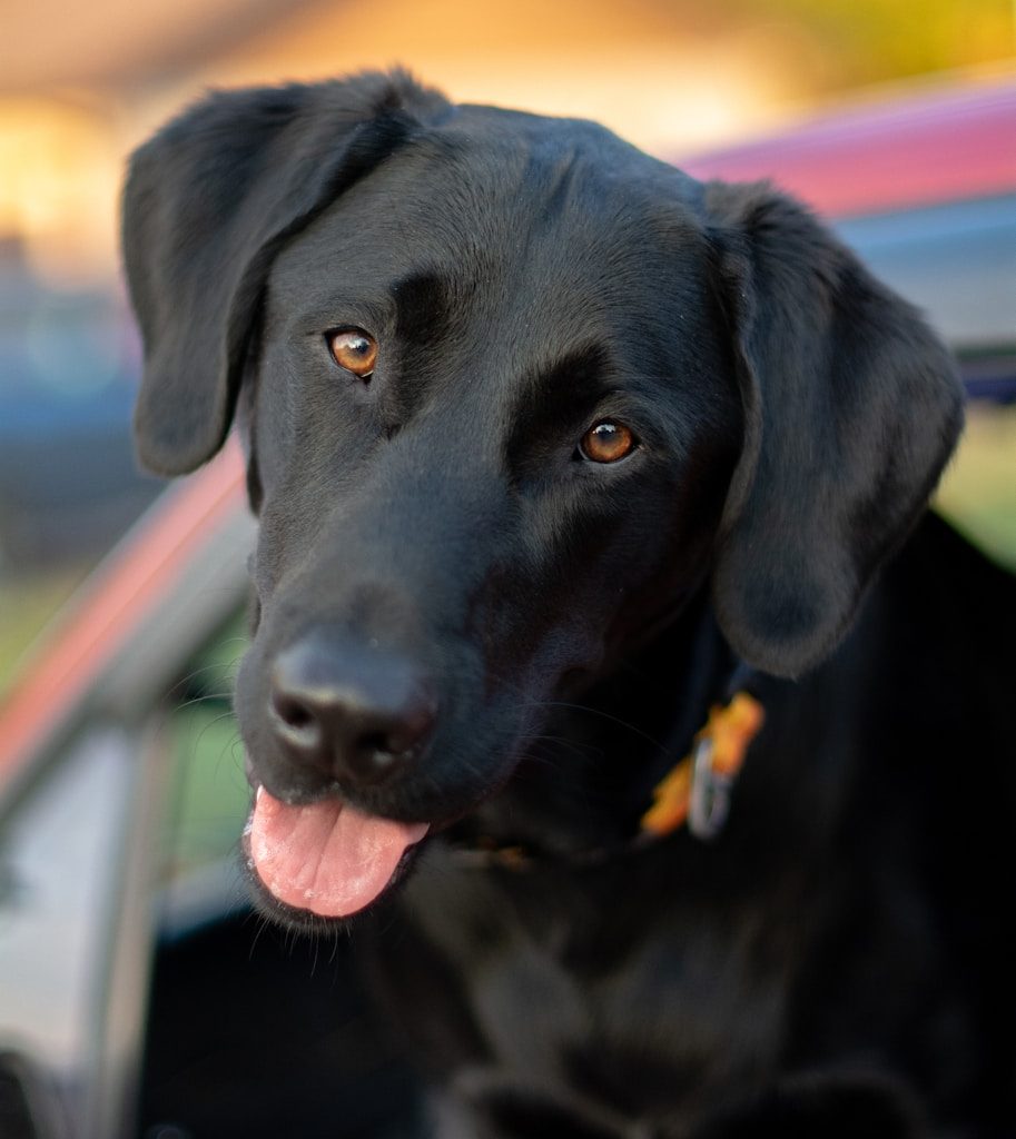 black labrador retriever puppy in close up photography