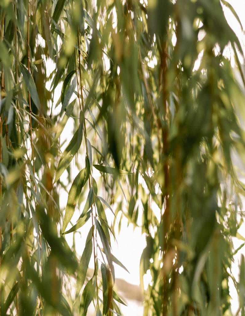 green and brown leaf tree