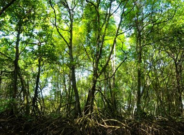 green leaf trees near body of water