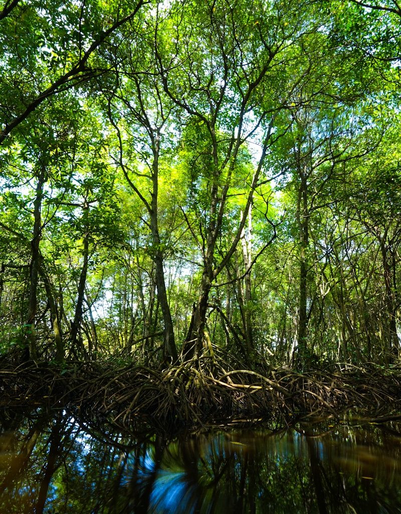 green leaf trees near body of water