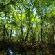 green leaf trees near body of water