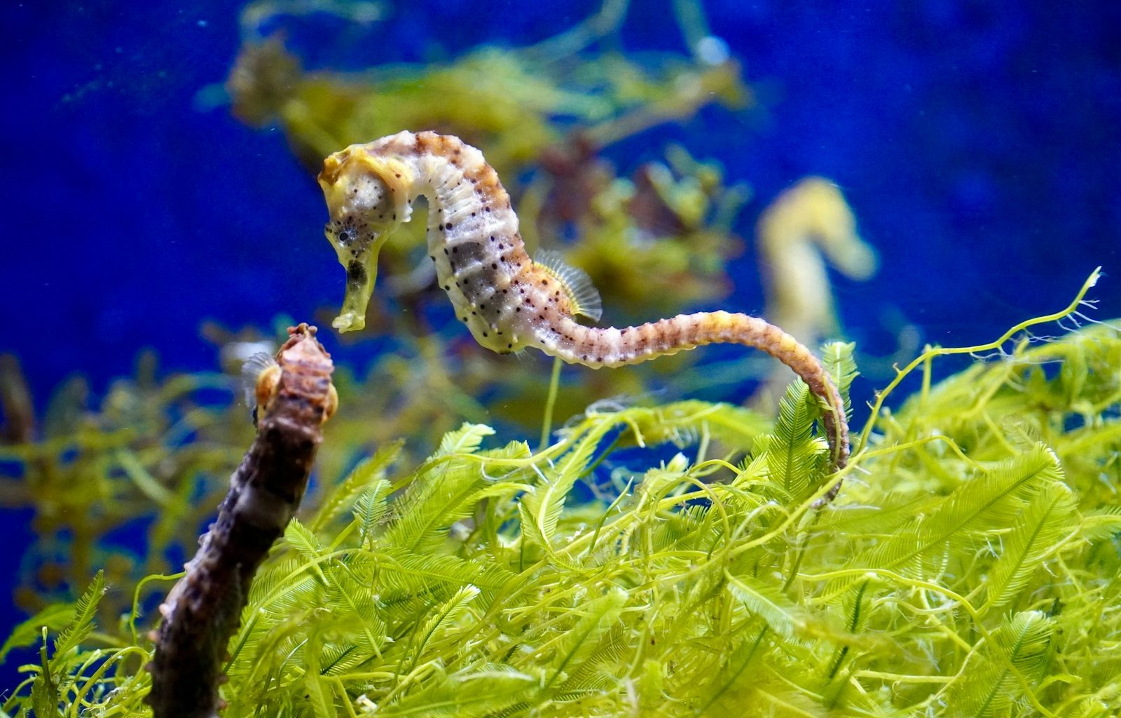 a close up of a sea horse in an aquarium