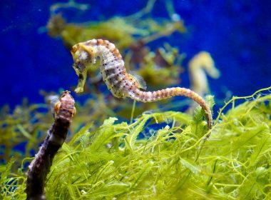 a close up of a sea horse in an aquarium