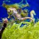 a close up of a sea horse in an aquarium