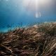 brown grass under water during daytime