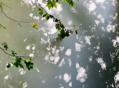 green leaves on body of water during daytime