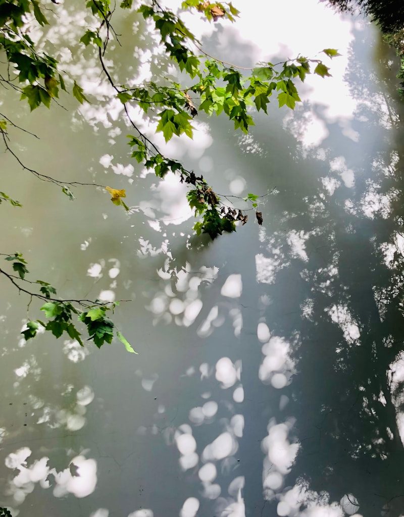 green leaves on body of water during daytime