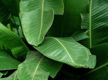 green leafy plant