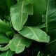 green leafy plant