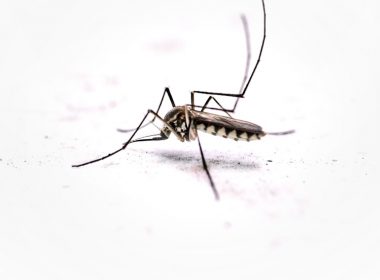 A mosquito on a white background