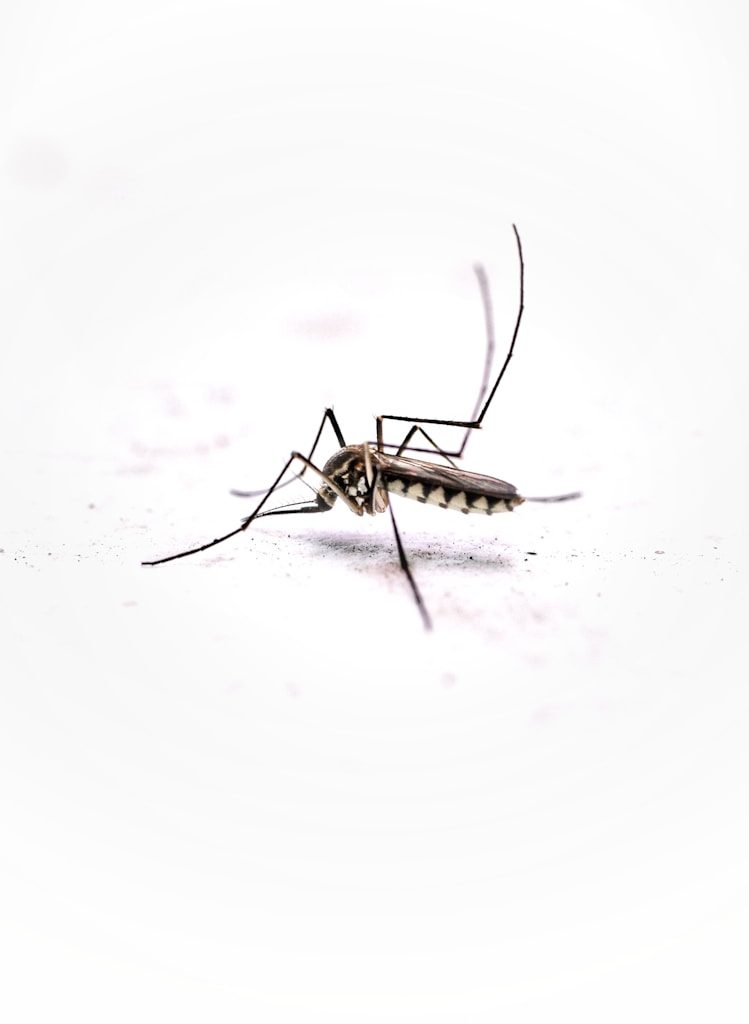 A mosquito on a white background