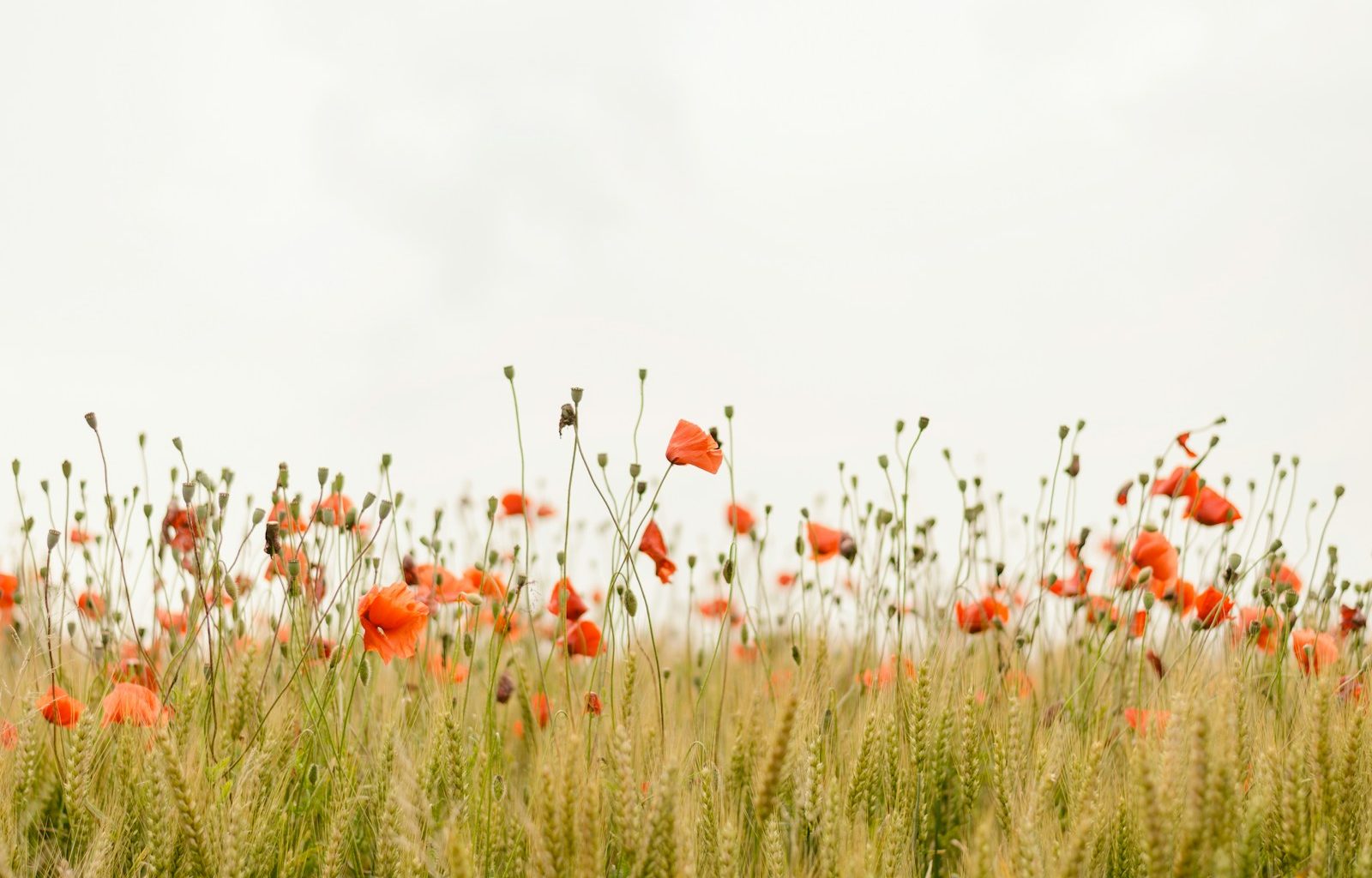 orange flowers