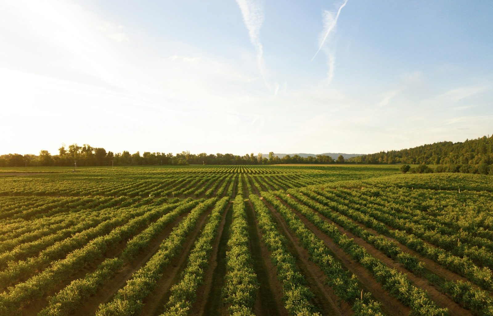 rows of green crops in field at sunset