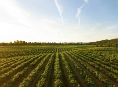 rows of green crops in field at sunset