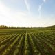 rows of green crops in field at sunset
