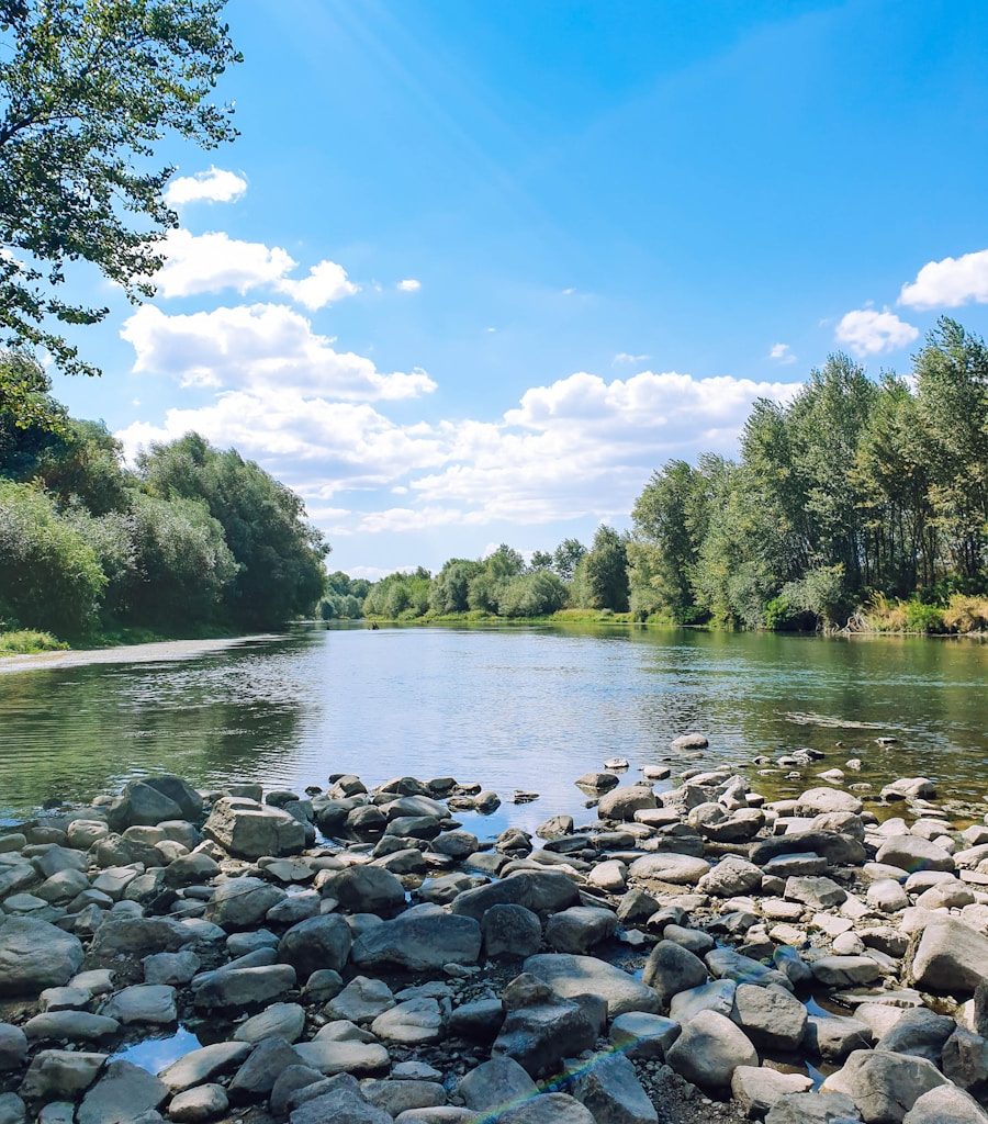 green trees beside river during daytime