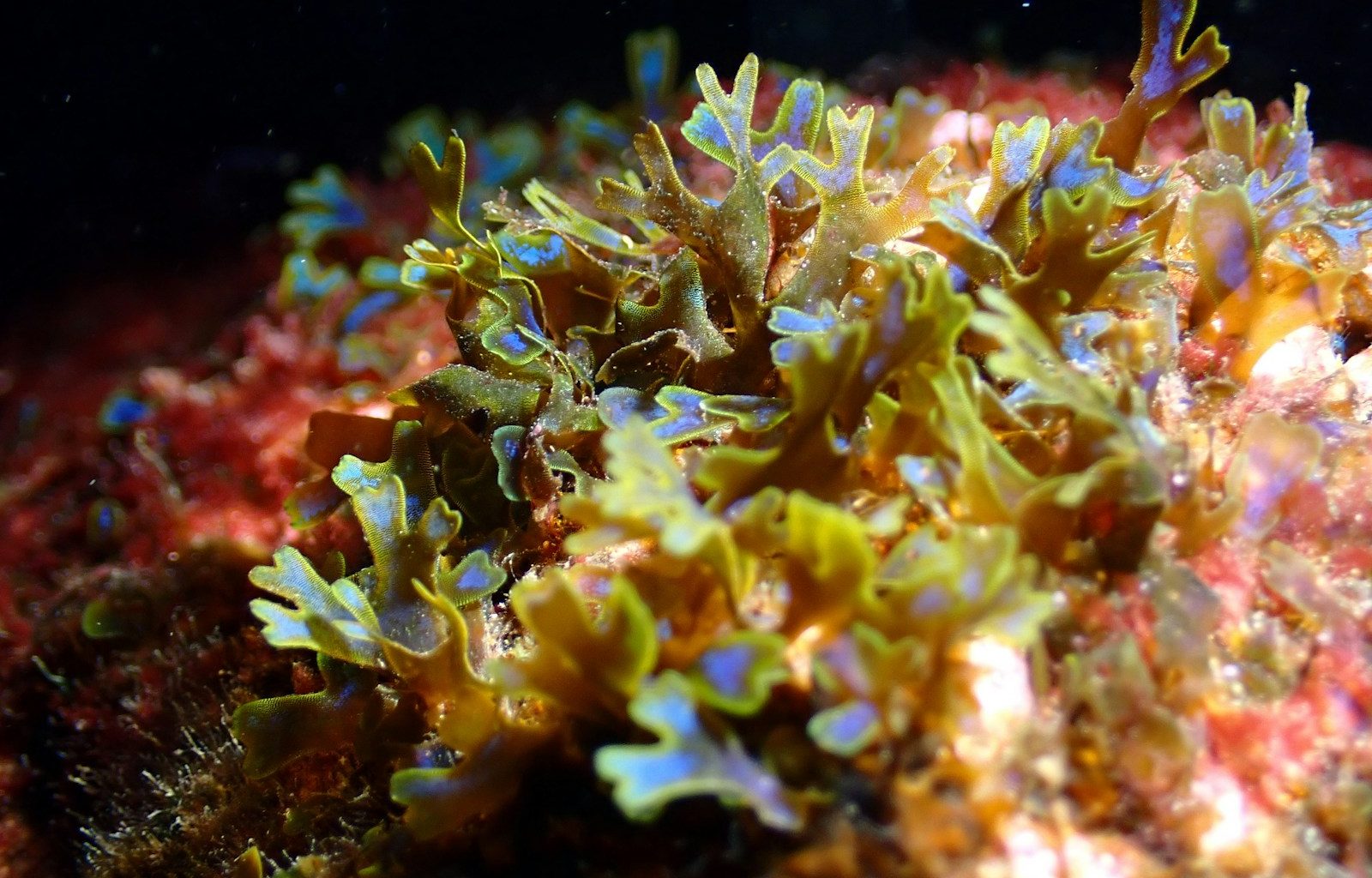Green and blue frilly seaweed on coral reef