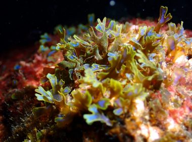 Green and blue frilly seaweed on coral reef
