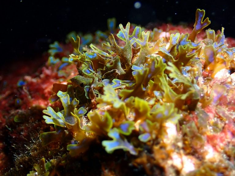 Green and blue frilly seaweed on coral reef