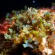 Green and blue frilly seaweed on coral reef