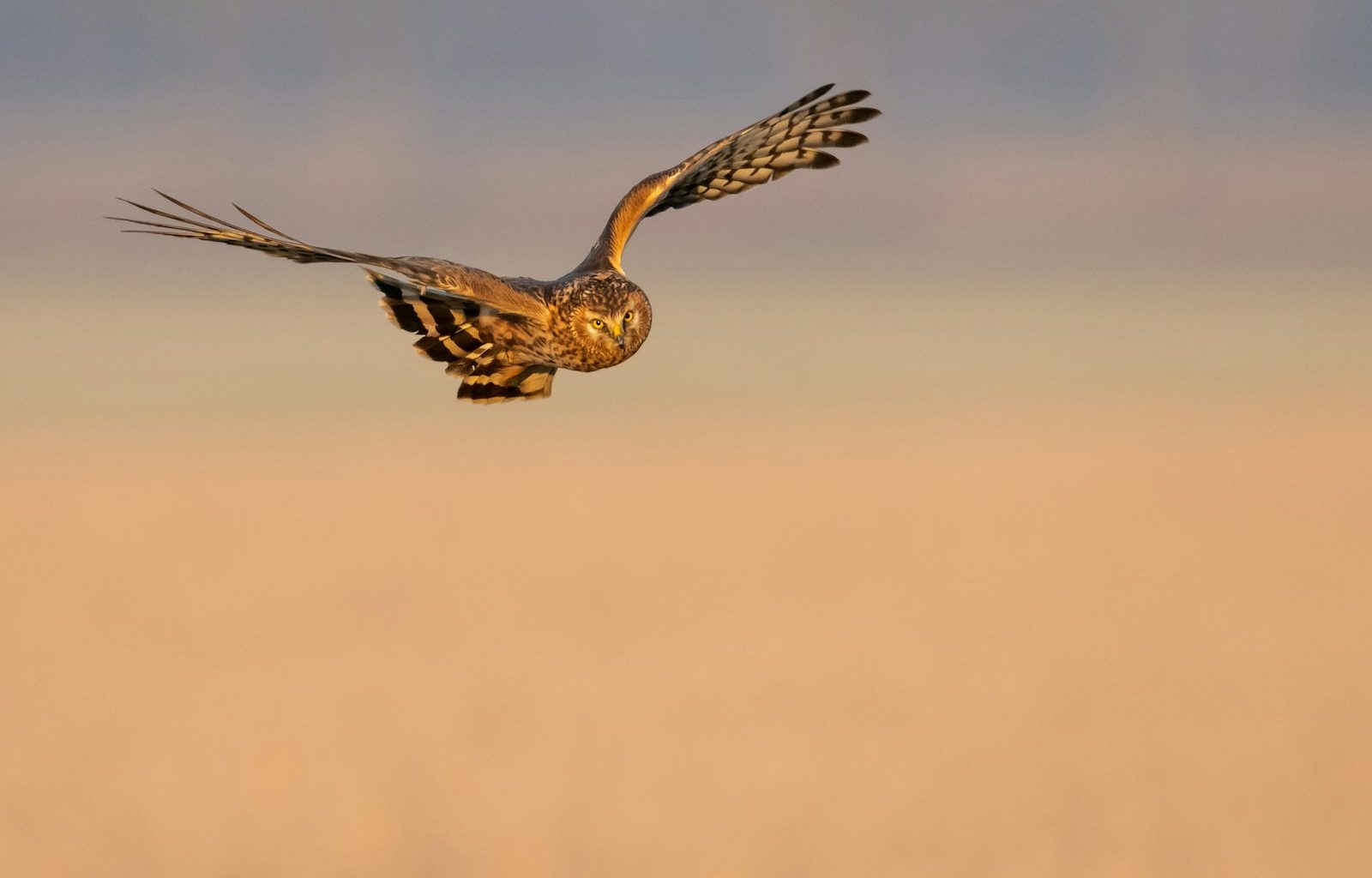 brown owl in flight