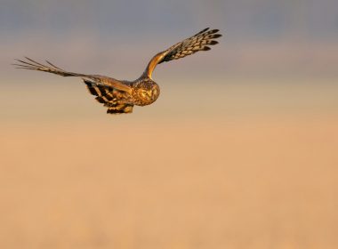brown owl in flight