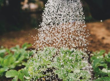 person watering plant