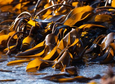 yellow and black leaves on water
