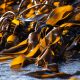 yellow and black leaves on water