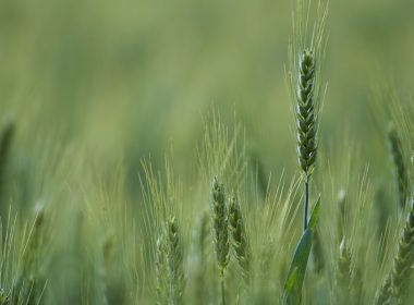 shallow focus photograph of green plants