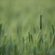 shallow focus photograph of green plants