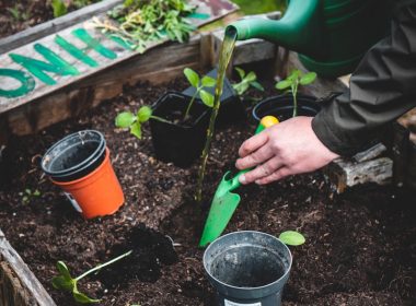 person planting seedlings in raised bed