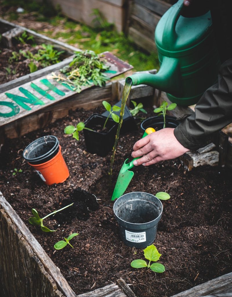person planting seedlings in raised bed