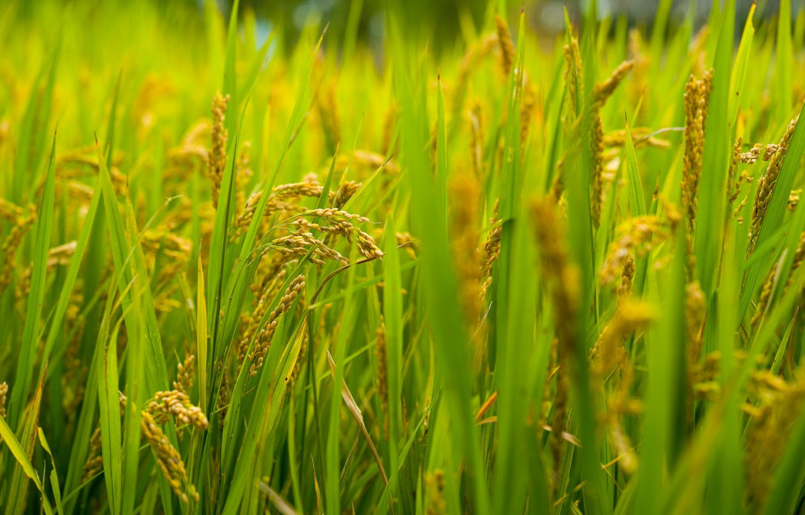 A close up of a field of green grass