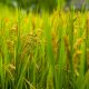 A close up of a field of green grass