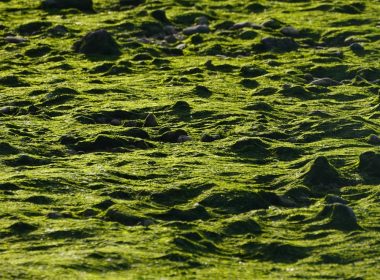 a bird standing on top of a lush green field