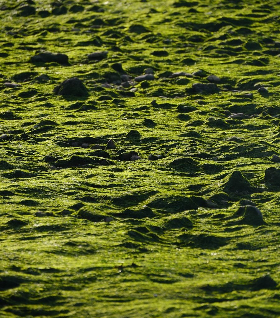 a bird standing on top of a lush green field