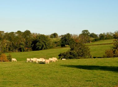 a herd of sheep grazing on a lush green field