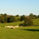 a herd of sheep grazing on a lush green field