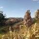 a field of corn with mountains in the background