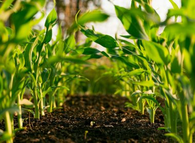 green plant on brown soil