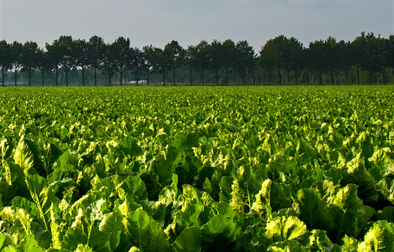 green plants under white sky during daytime