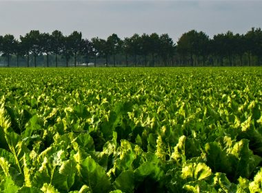 green plants under white sky during daytime