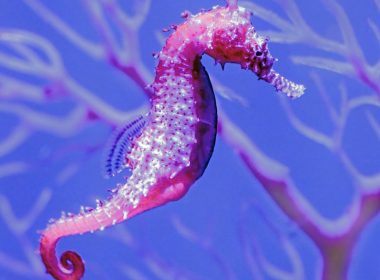 a sea horse is swimming in the water