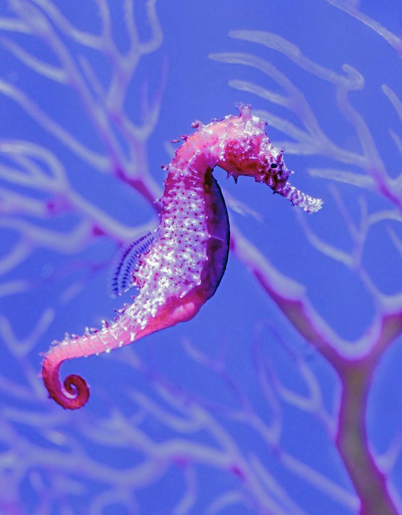 a sea horse is swimming in the water