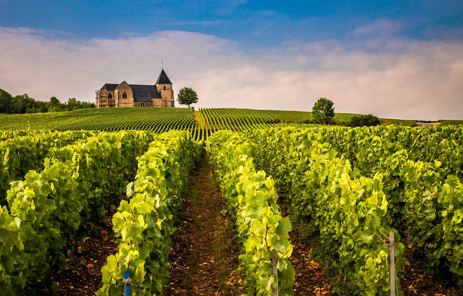 a vineyard with a house in the background