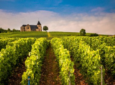 a vineyard with a house in the background