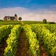 a vineyard with a house in the background