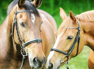 selective focus photography of two brown horses