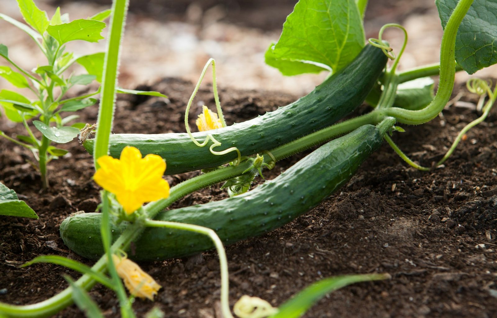 two green vegetables
